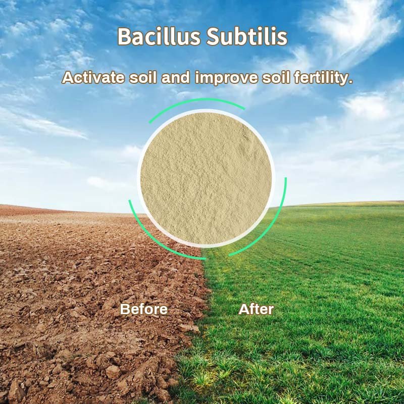 Microorganism Fertilizer Bacillus Subtilis For Soil Improvement Natural Feed Animal Feed addition aquaculture feed
