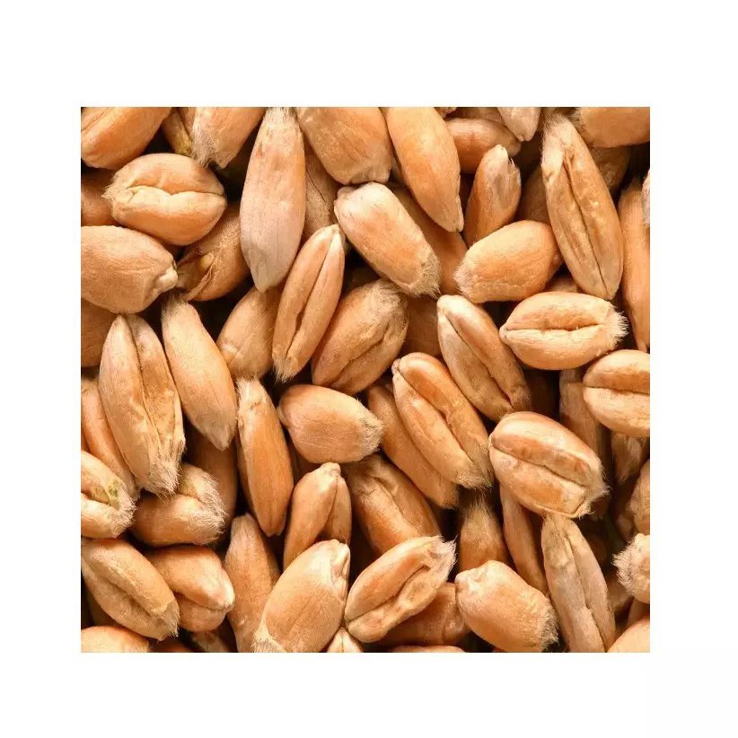 Wholesales Barley Seeds/Animal feed barley/bulk barley grains for sale Farming Bulk Malted Barley, Barley Grain Ready For