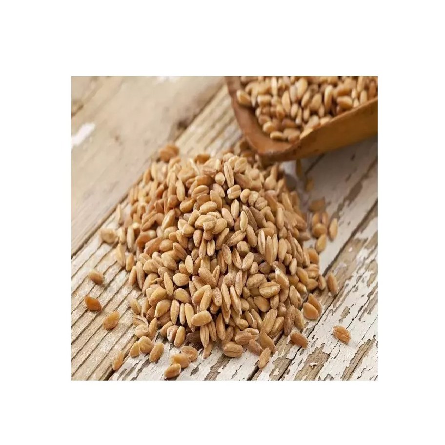 Wholesales Barley Seeds/Animal feed barley/bulk barley grains for sale Farming Bulk Malted Barley, Barley Grain Ready For