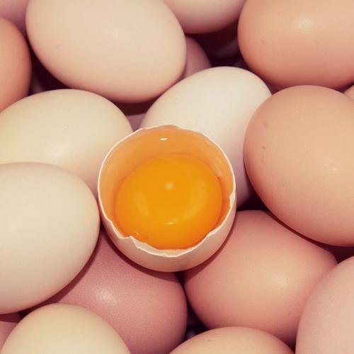 Premium Chicken Feed Additive Layer Animal Feed Supplement