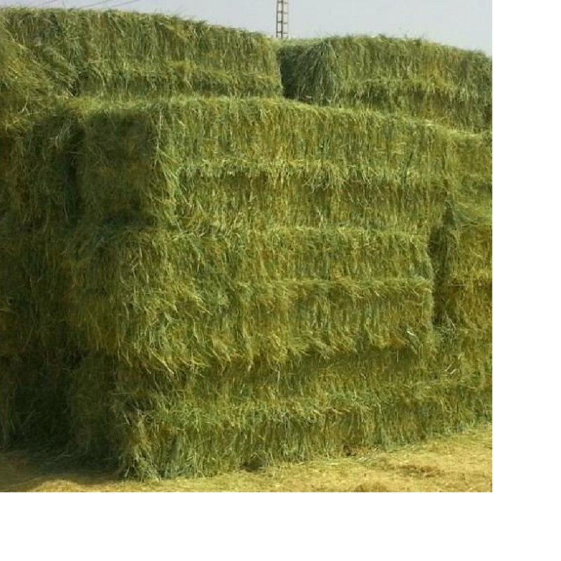 High Quality Premium Alfalfa Hay Dried Timothy Hay for Animal Feed Low Price Cattle and Horse Food Pig Food and Pig Feed