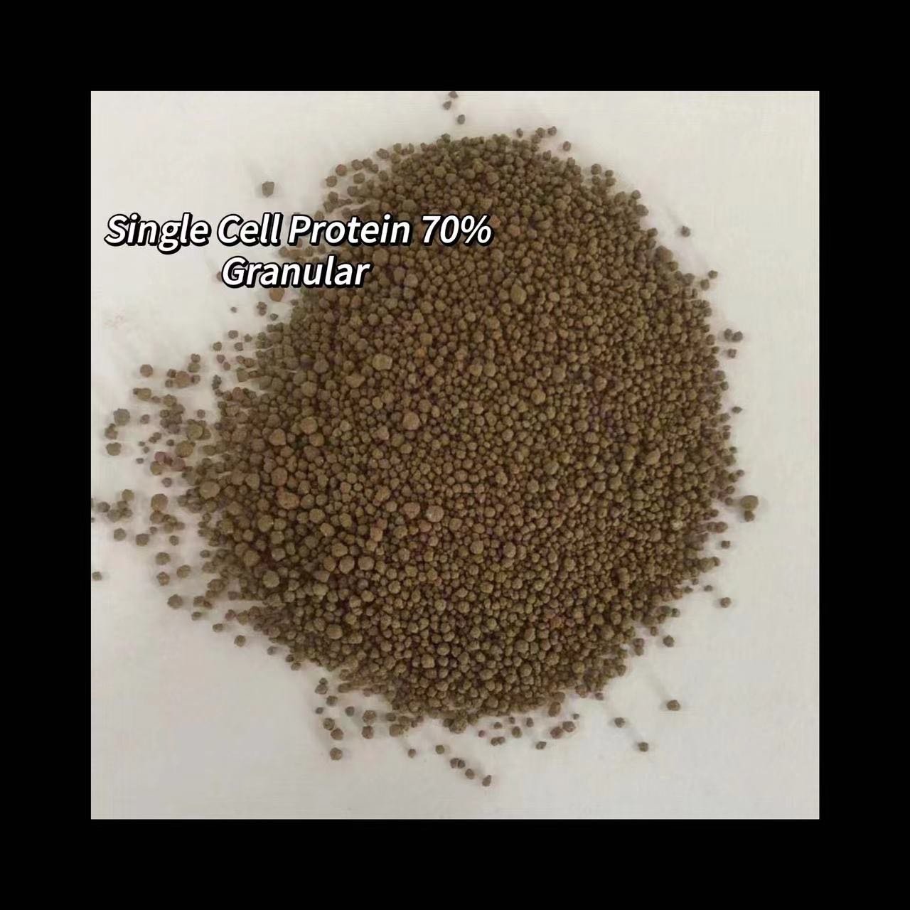 Single Cell Protein 70% for animals feed additive