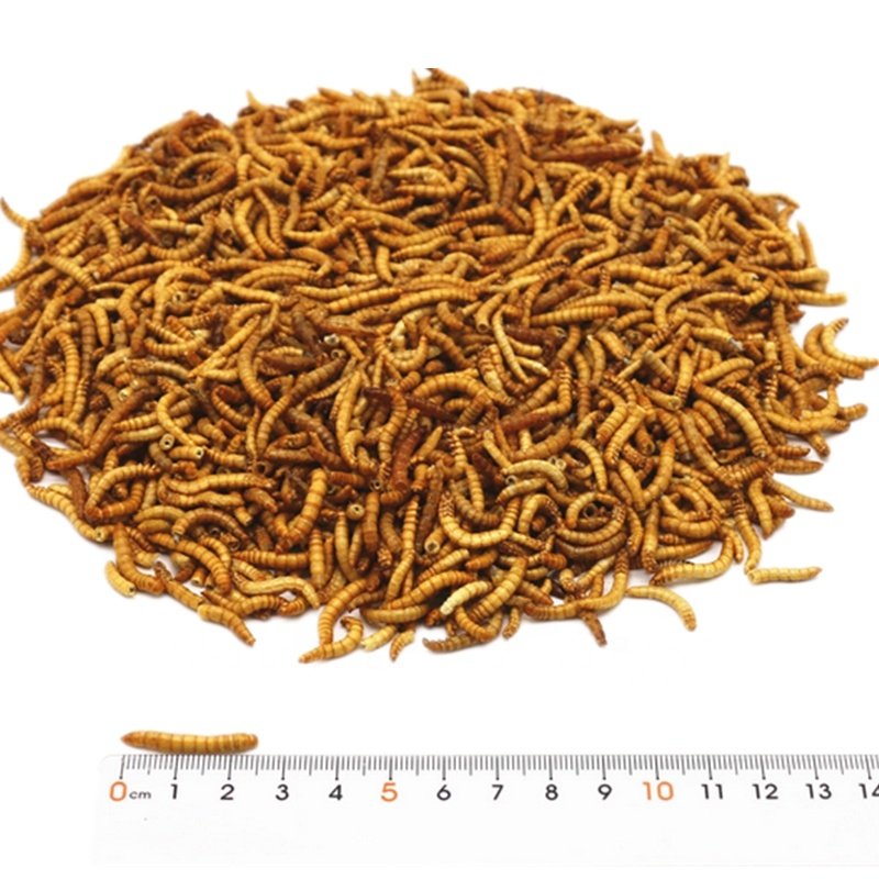 Bird pet food high protei dried mealworms animal feed