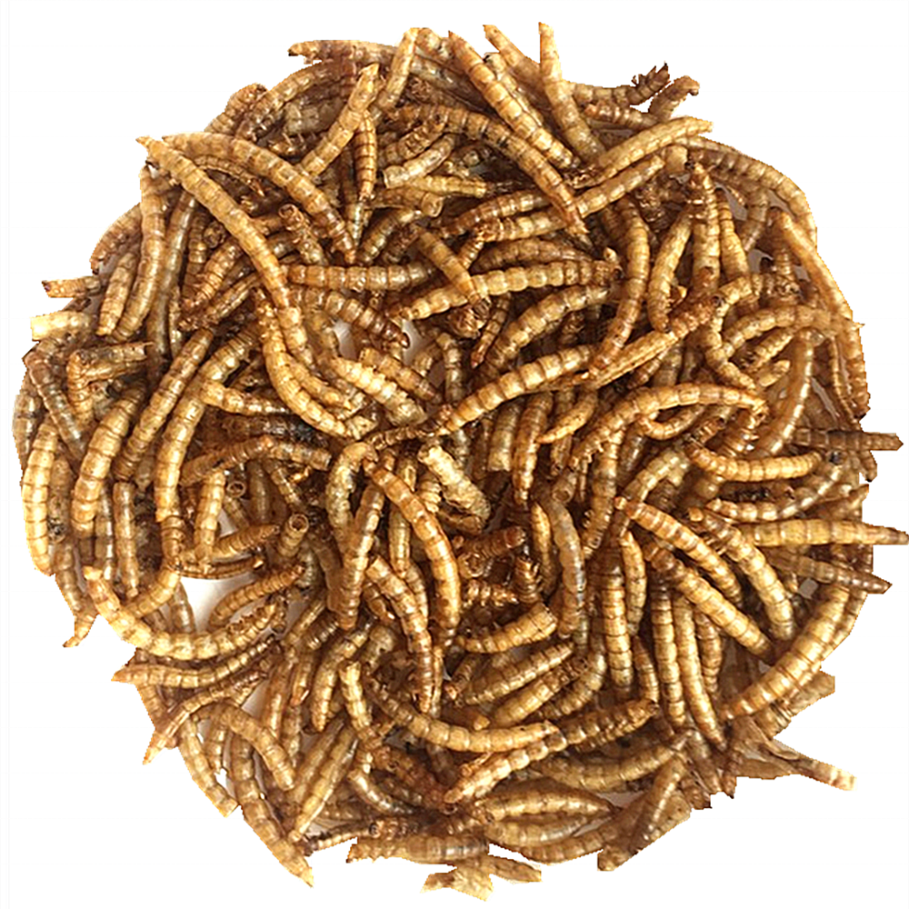 Bird pet food high protei dried mealworms animal feed