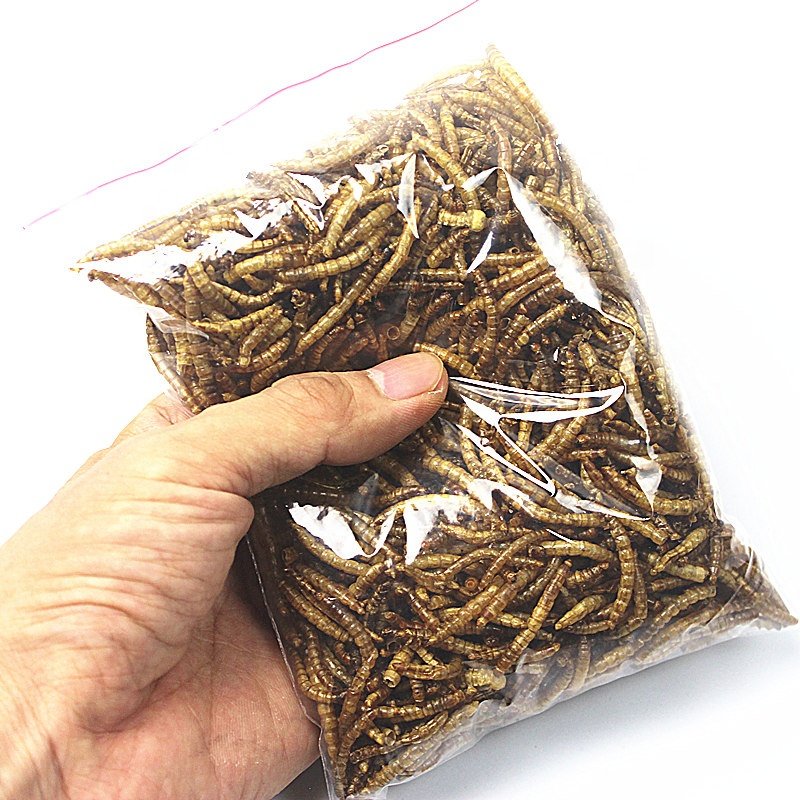 Bird pet food high protei dried mealworms animal feed