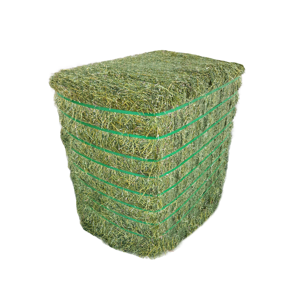 Cheap best selling Alfalfa Hay for Animal Feeding wholesale price Alfalfa Hay