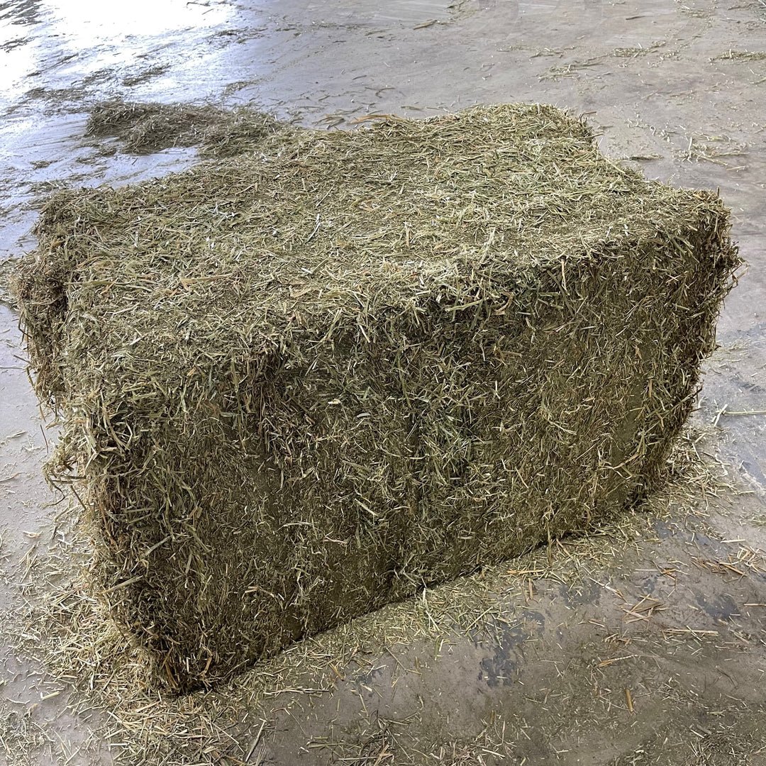Cheap best selling Alfalfa Hay for Animal Feeding wholesale price Alfalfa Hay