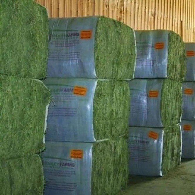 Best manufacture Alfafa Hay For Animal Feed Alfalfa
