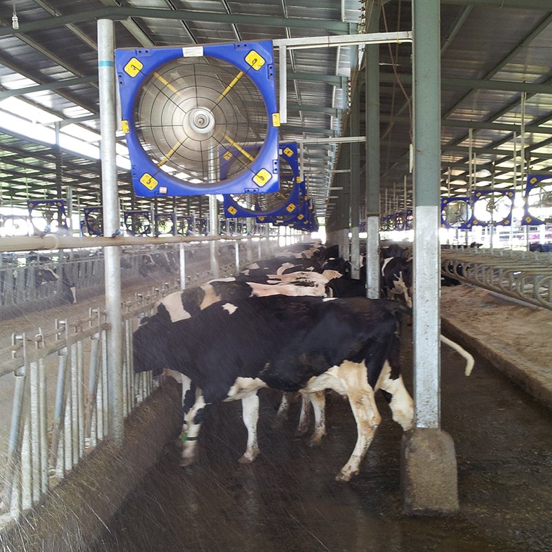Ranch Specific 1.2m Cooling Fan With PSMS Motor Dairy Barn Fans