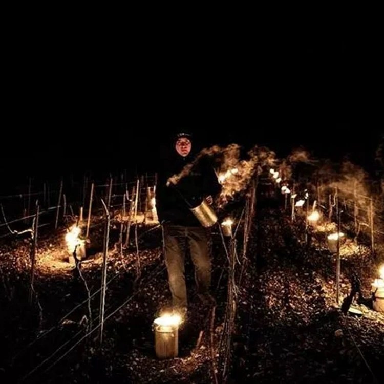 Anti-Frost Candle/Grape Antifreeze Candle
