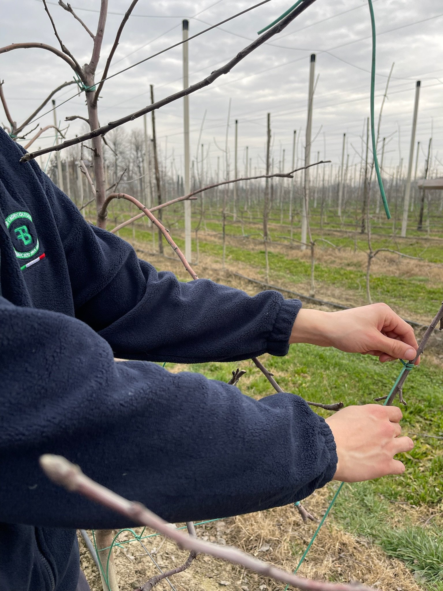 Hot Selling Antifreeze Tying Tube in a Small Bag Vine Shrub Climber Support for Vineyards and Orchards
