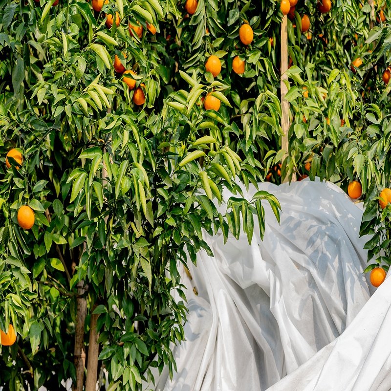 Gardent Used Covering Fruits Vegetables Plants Flowers Agriculture Cover PP Spunbond Nonwoven Fabric for Orchard