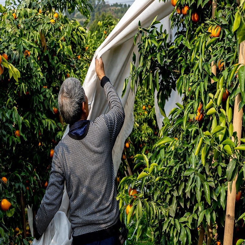 Gardent Used Covering Fruits Vegetables Plants Flowers Agriculture Cover PP Spunbond Nonwoven Fabric for Orchard