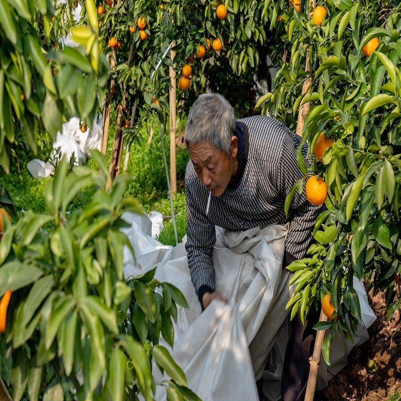 Gardent Used Covering Fruits Vegetables Plants Flowers Agriculture Cover PP Spunbond Nonwoven Fabric for Orchard