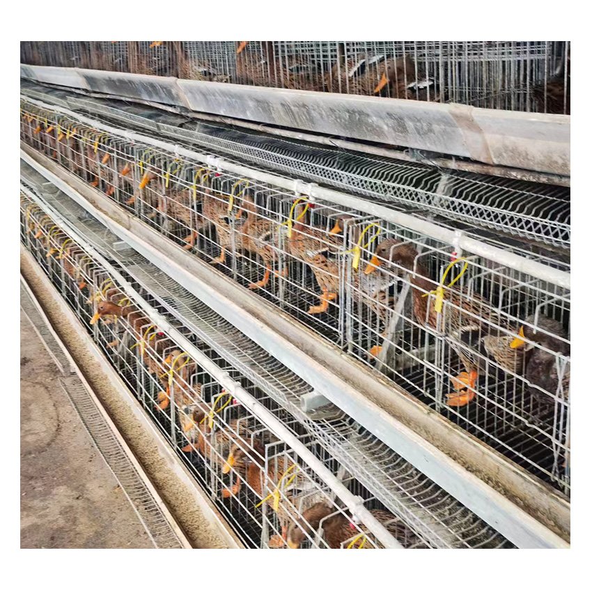 Automatic Farm Breeder Duck Cage Egg Duck Cage for Layer Duck