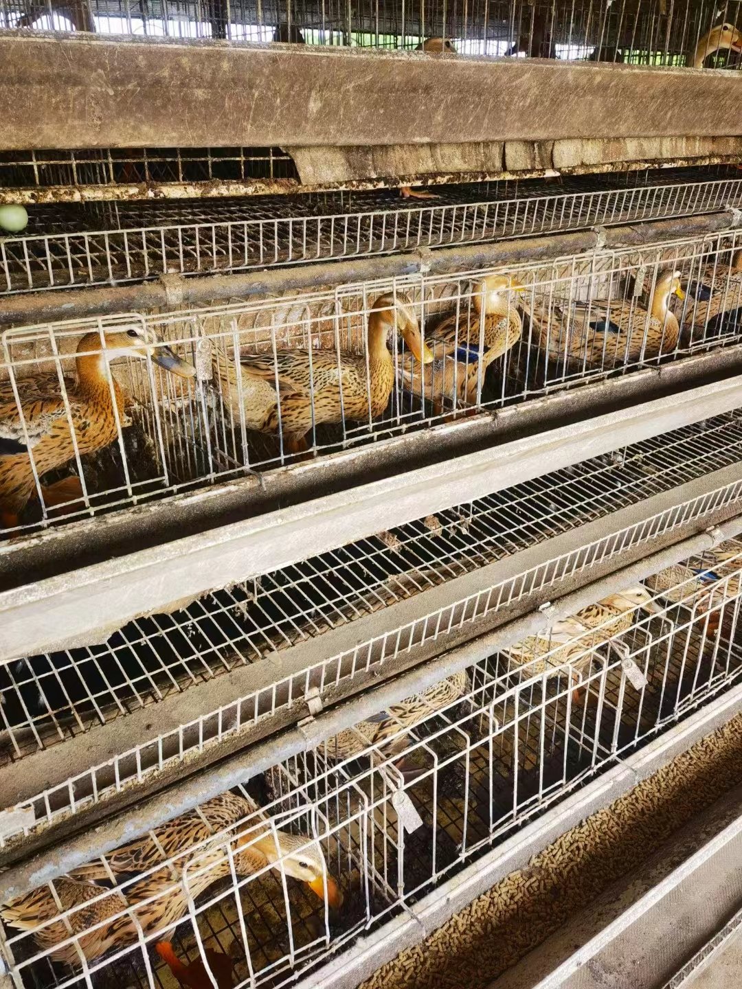 Automatic Farm Breeder Duck Cage Egg Duck Cage for Layer Duck