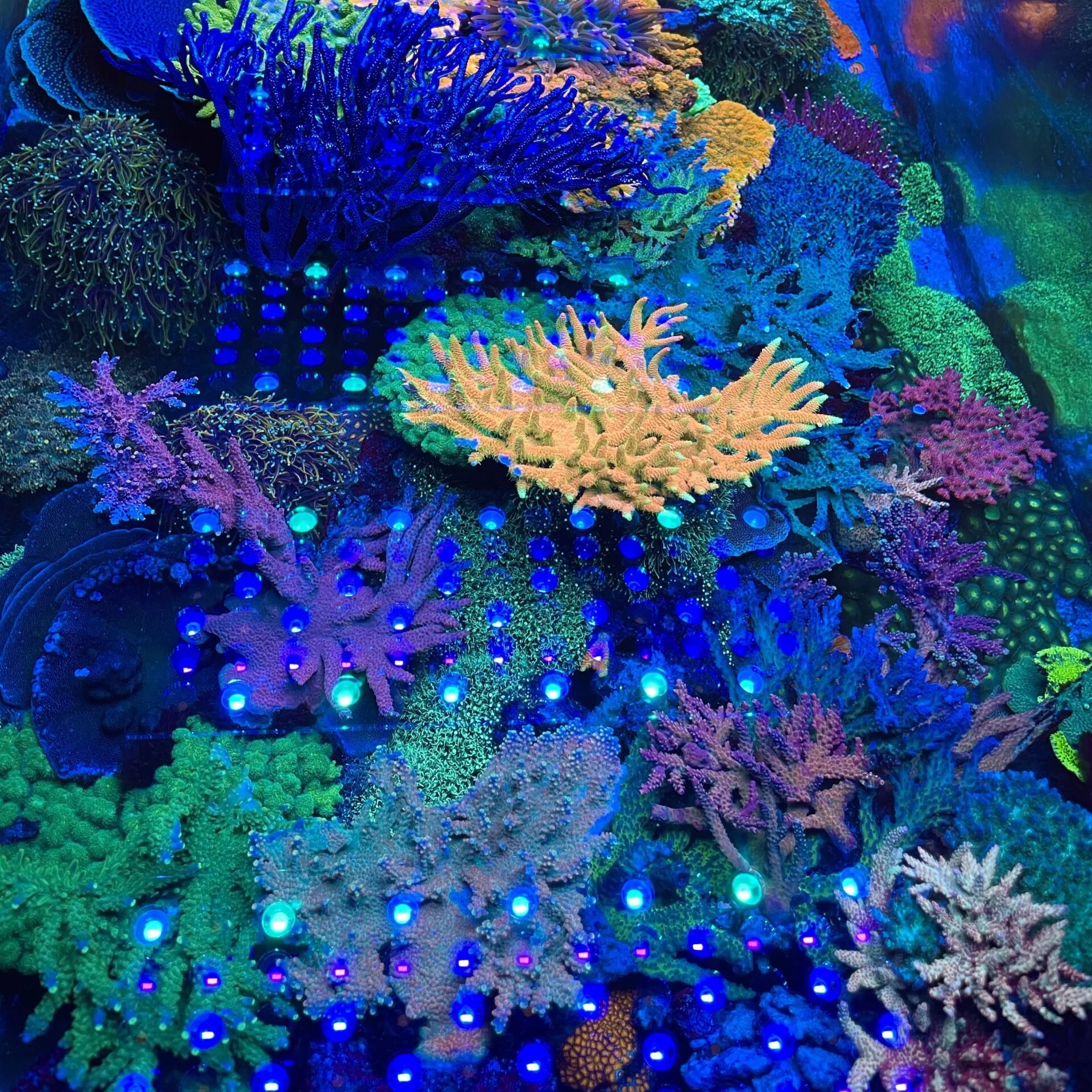 SEASTAR 2023 Newest Adjustable Spectrum Clip Marine Fish Tank Full Spectrum Led Aquarium Light Bar for Coral Reef
