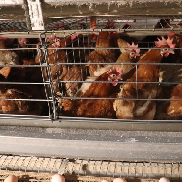 Fully Auto H Type Raising Layer Battery Chicken Cage with Auto Feeding Drinking Egg Collecting Manure Cleaning System