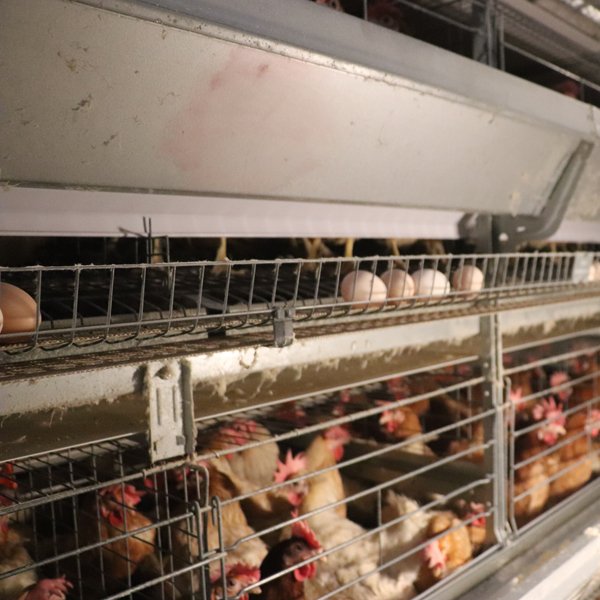 Fully Auto H Type Raising Layer Battery Chicken Cage with Auto Feeding Drinking Egg Collecting Manure Cleaning System