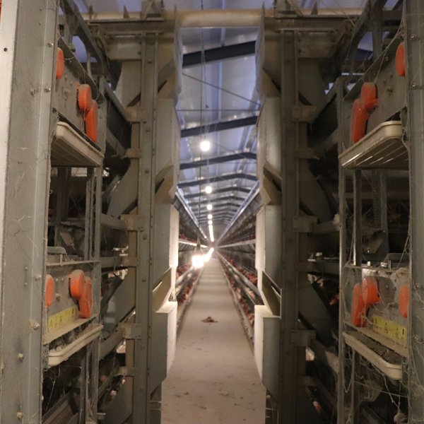 Fully Auto H Type Raising Layer Battery Chicken Cage with Auto Feeding Drinking Egg Collecting Manure Cleaning System