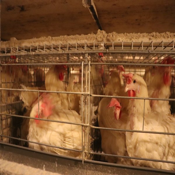 New H-Type Automatic Layer Chicken Raising Equipment Steel Battery Cage with Auto Egg Collecting Machine