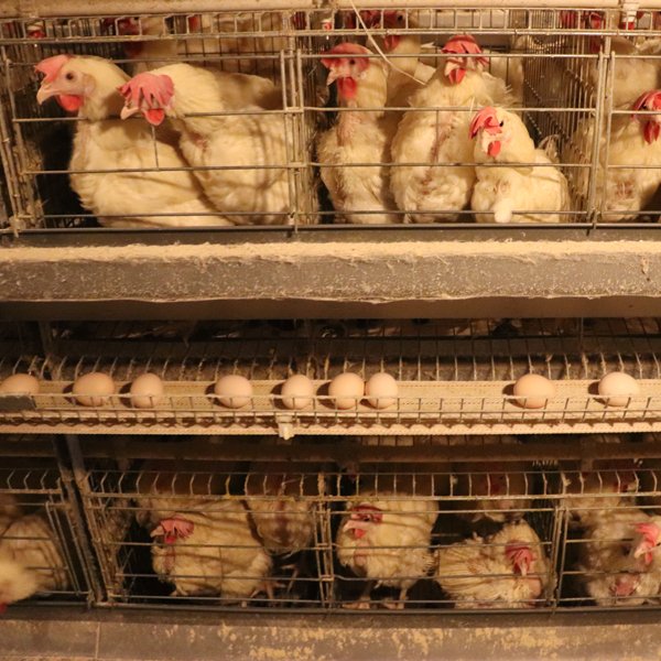 New H-Type Automatic Layer Chicken Raising Equipment Steel Battery Cage with Auto Egg Collecting Machine