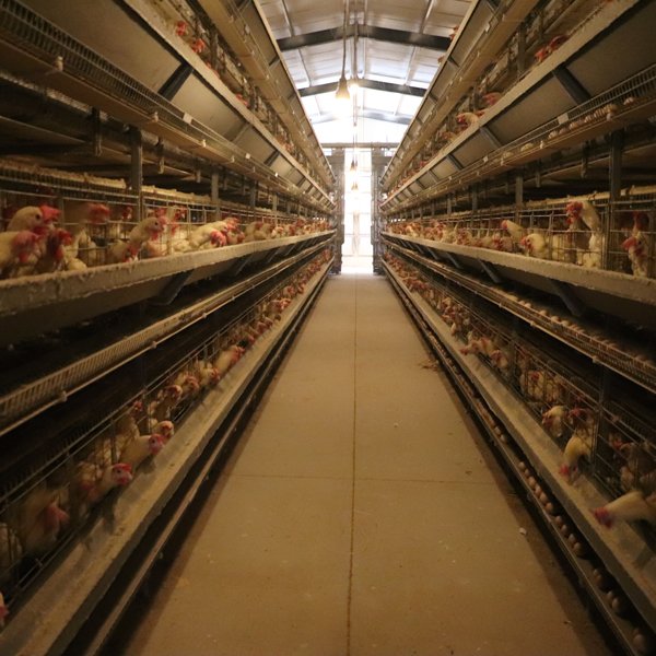 New H-Type Automatic Layer Chicken Raising Equipment Steel Battery Cage with Auto Egg Collecting Machine