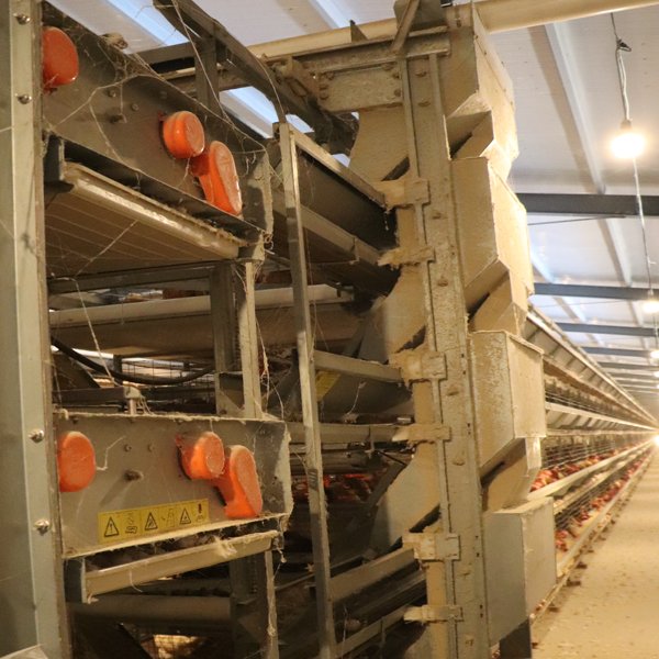 New H-Type Automatic Layer Chicken Raising Equipment Steel Battery Cage with Auto Egg Collecting Machine