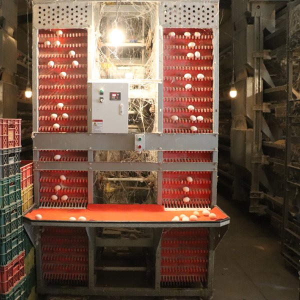 New H-Type Automatic Layer Chicken Raising Equipment Steel Battery Cage with Auto Egg Collecting Machine