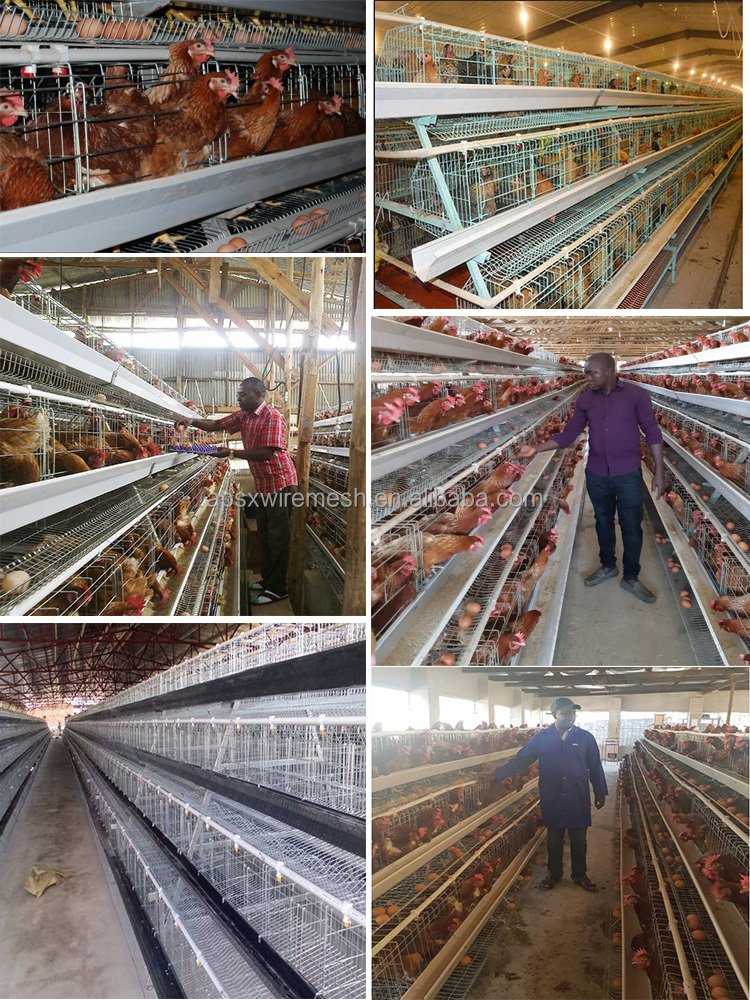 4 Tiers 160 Birds Hens Auto System Egg Laying Design Chicken Layers Battery Cages in Botswana