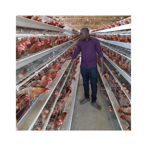 4 Tiers 160 Birds Hens Auto System Egg Laying Design Chicken Layers Battery Cages in Botswana