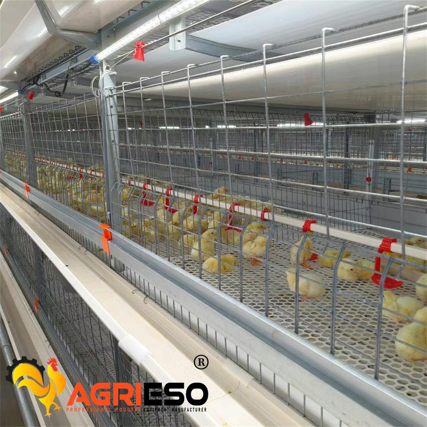 Agrieso H Type Broiler Auto Feeding and Drinking Hot Dip Galvanized Chicken Poultry Farm Coop Chick Cage for Broiler Chicken