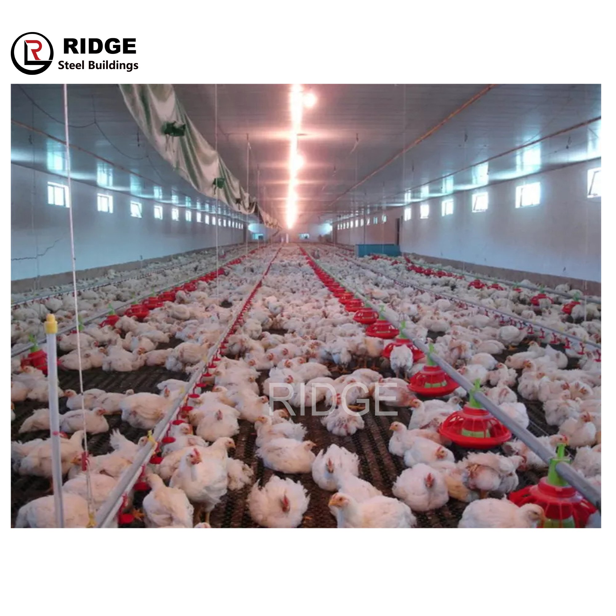 Prefabricated Layer Cages Egg Chicken Building Steel Structure Factory Production Broiler/layer Poultry Farm House Design