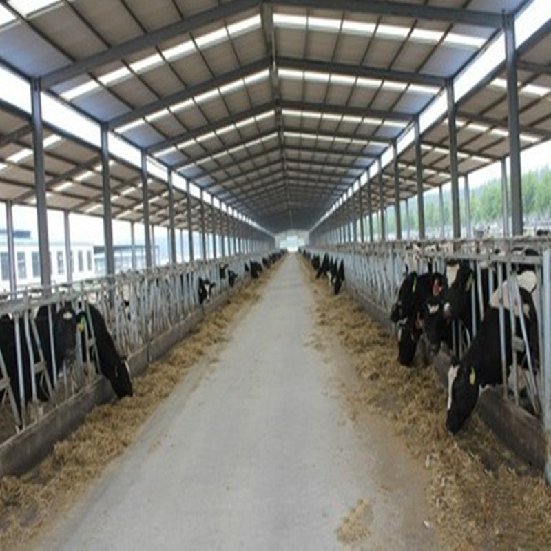 Dairy Cow Shed Construction Cattle House Steel Structure Cow Farming