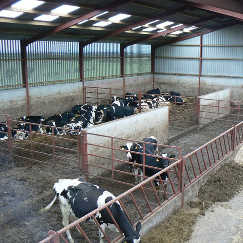 Dairy Cow Shed Construction Cattle House Steel Structure Cow Farming