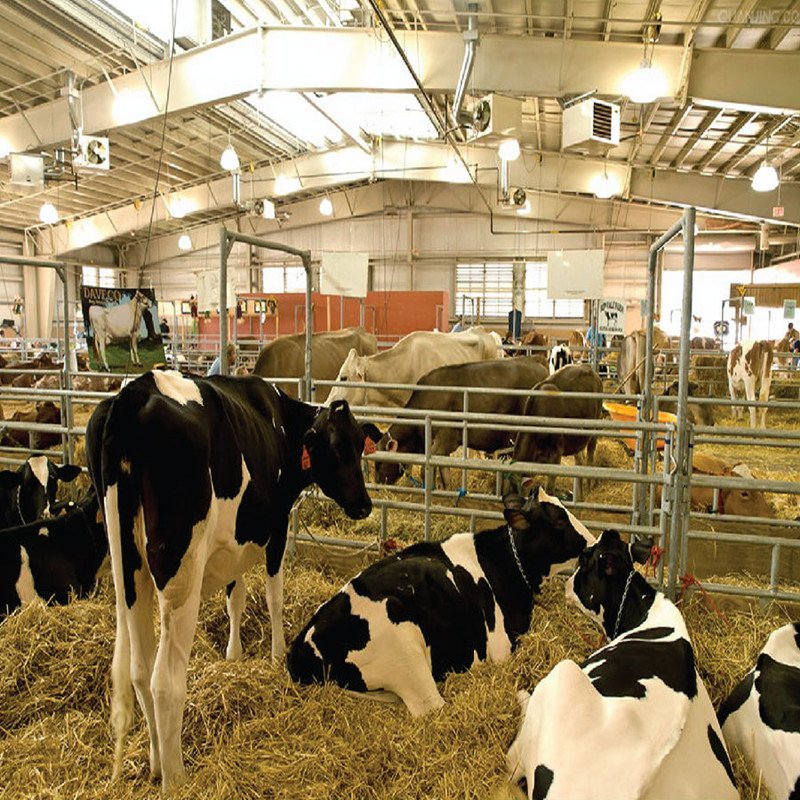 Dairy Cow Shed Construction Cattle House Steel Structure Cow Farming