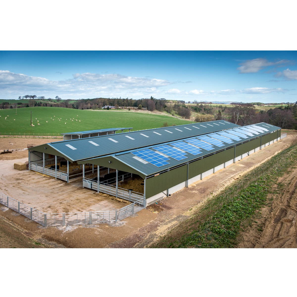 Steel Structure Design Livestock Farm Shed Goat /Cattle Farms Building