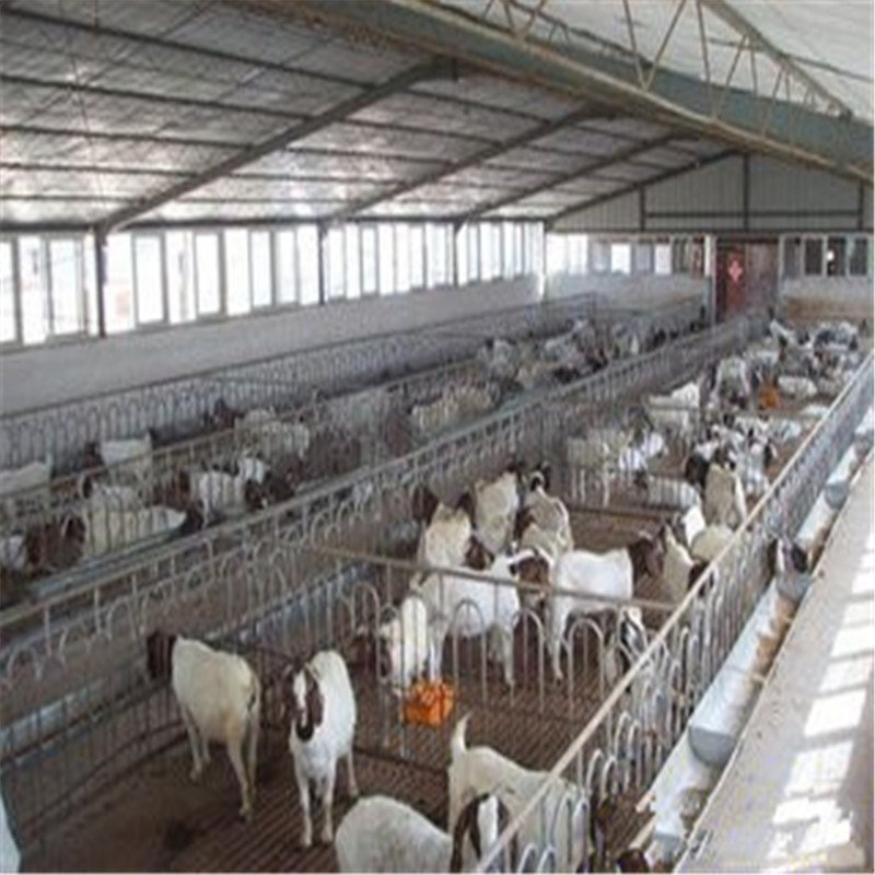 Steel Structure Design Livestock Farm Shed Goat /Cattle Farms Building