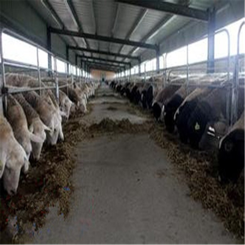 Steel Structure Design Livestock Farm Shed Goat /Cattle Farms Building