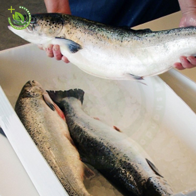 Factory direct seafood corrugated plastic box pp correx plastic shrimp frozen fresh fish package box manufacturer