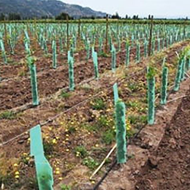 wholesale cheapest pp corrugated plastic corflute plant guard sheet for tree