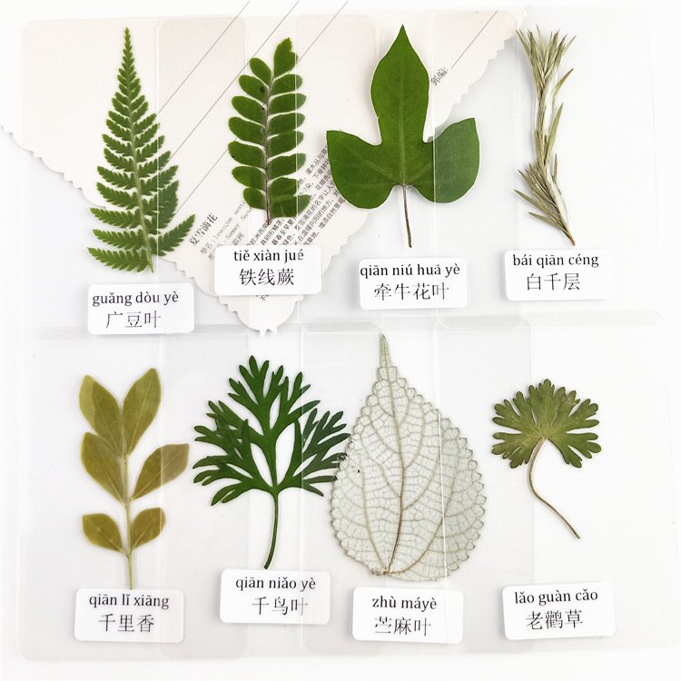 Plastic Plant specimen Belt Name Real Leaf Card Plastic Seal Picture Children Know Leaf Dried Flower Student bookmark