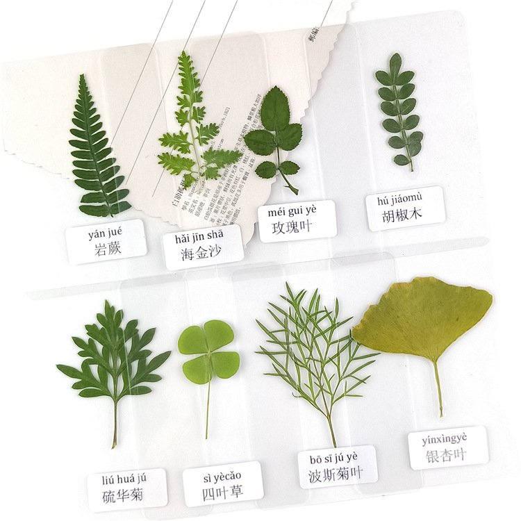Plastic Plant specimen Belt Name Real Leaf Card Plastic Seal Picture Children Know Leaf Dried Flower Student bookmark