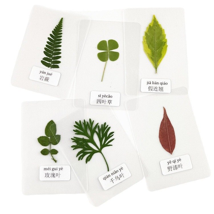 Plastic Plant specimen Belt Name Real Leaf Card Plastic Seal Picture Children Know Leaf Dried Flower Student bookmark
