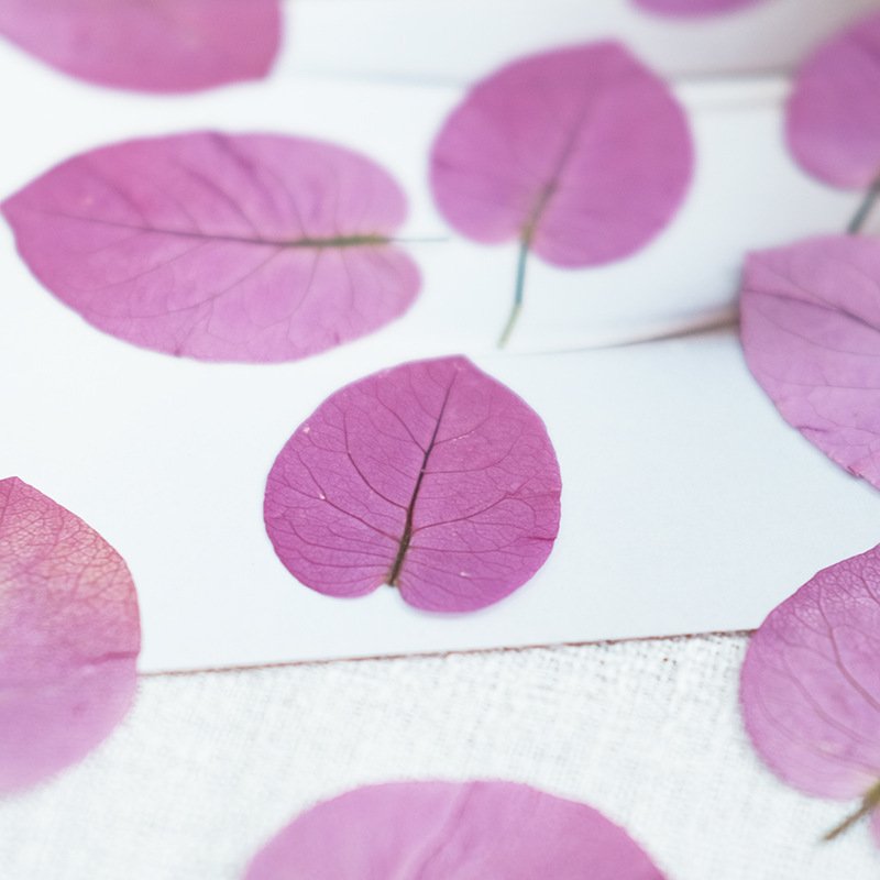 Bougainplum Dried Flower Bookmark Photo Frame Self-Adhesive DIY Hand-Embodied Painting Plant Specimen