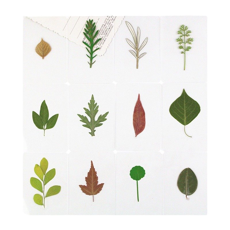 Plastic Plant specimen Belt Name Real Leaf Card Plastic Seal Picture Children Know Leaf Dried Flower Student bookmark