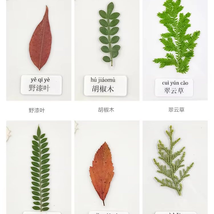 Plastic Plant specimen Belt Name Real Leaf Card Plastic Seal Picture Children Know Leaf Dried Flower Student bookmark