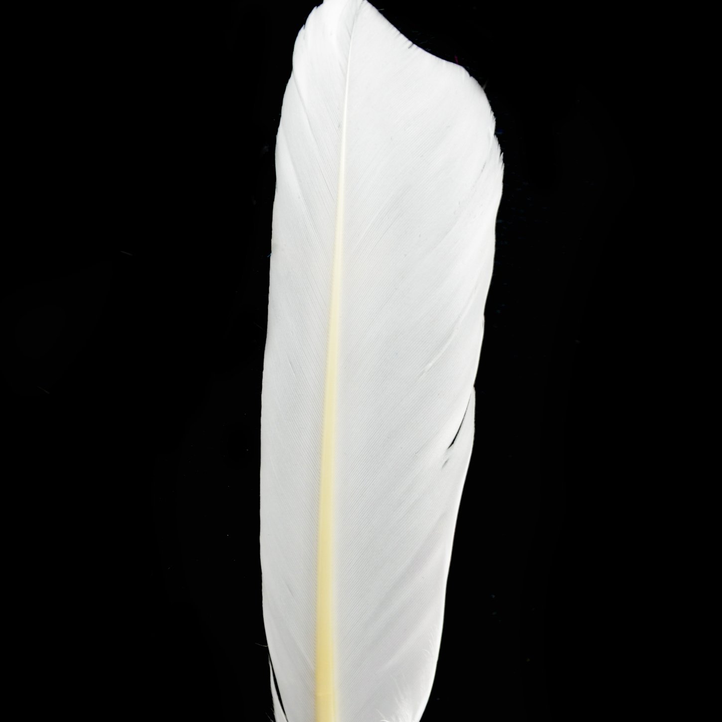 DIY Wholesale feather crafts hot selling colorful Plumes white Goose Quill Feathers 12inch for Fashion Decorations