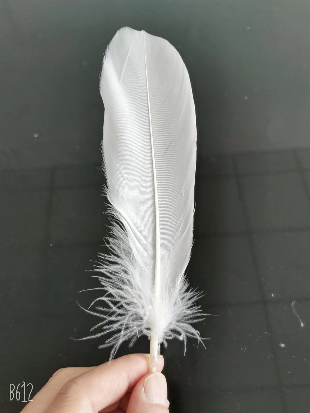 Duck Feather for Badminton Shuttlecock Factory Directly Shipping to Indonesia/Vietam