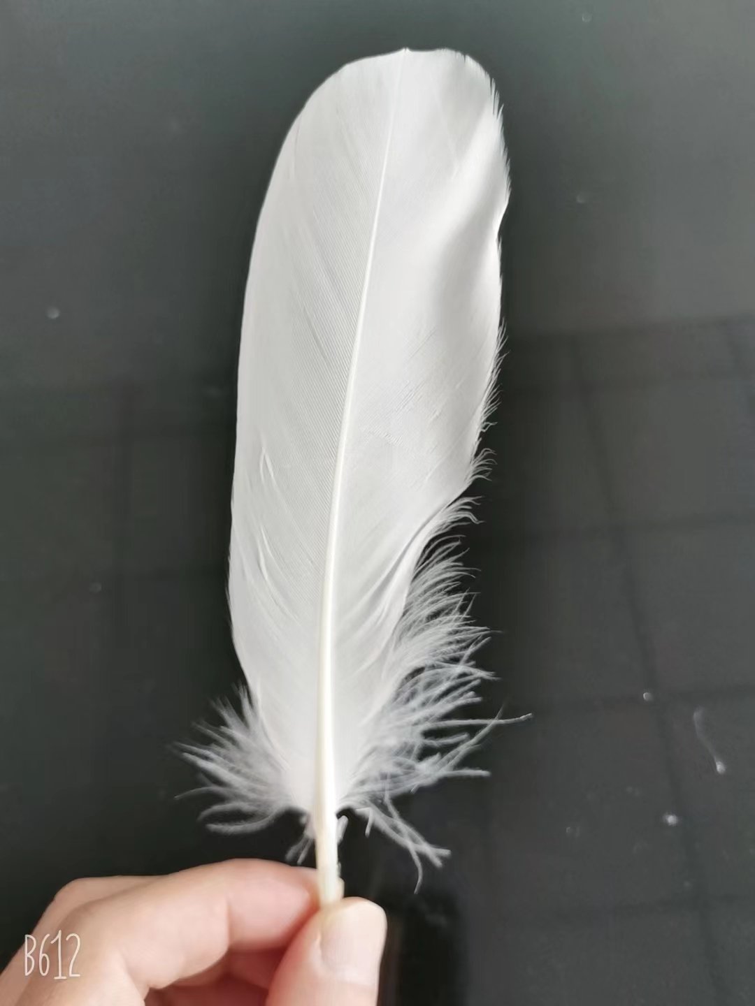Duck Feather for Badminton Shuttlecock Factory Directly Shipping to Indonesia/Vietam